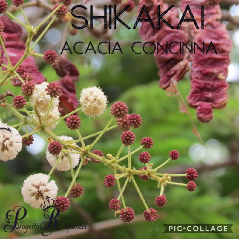 SHIKAKAI (Acacia Concinna)