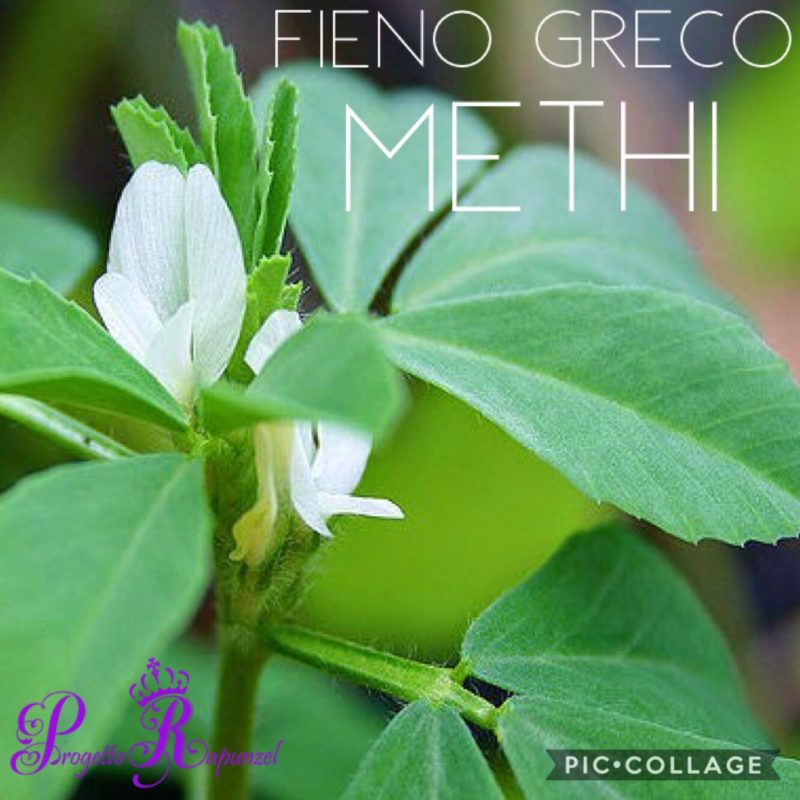 FIENO GRECO (Methi)