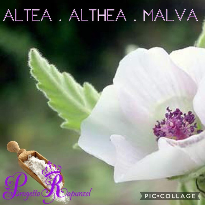 ALTEA (Althaea officinalis – Malva)