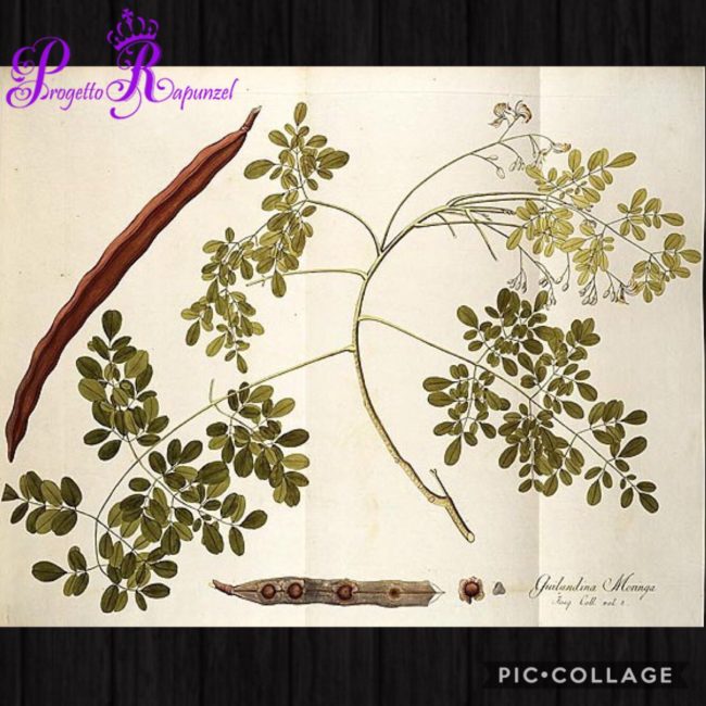 Moringa