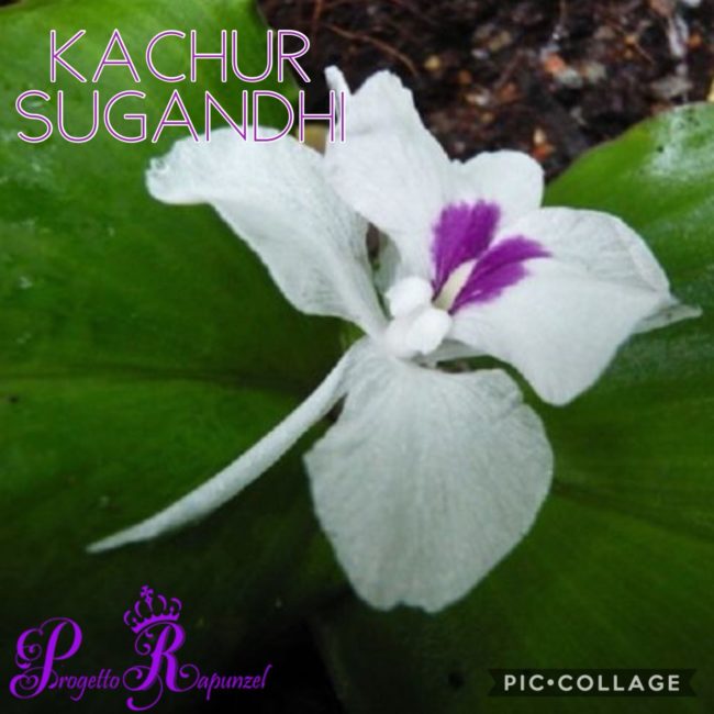 Kachur Sugandhi 