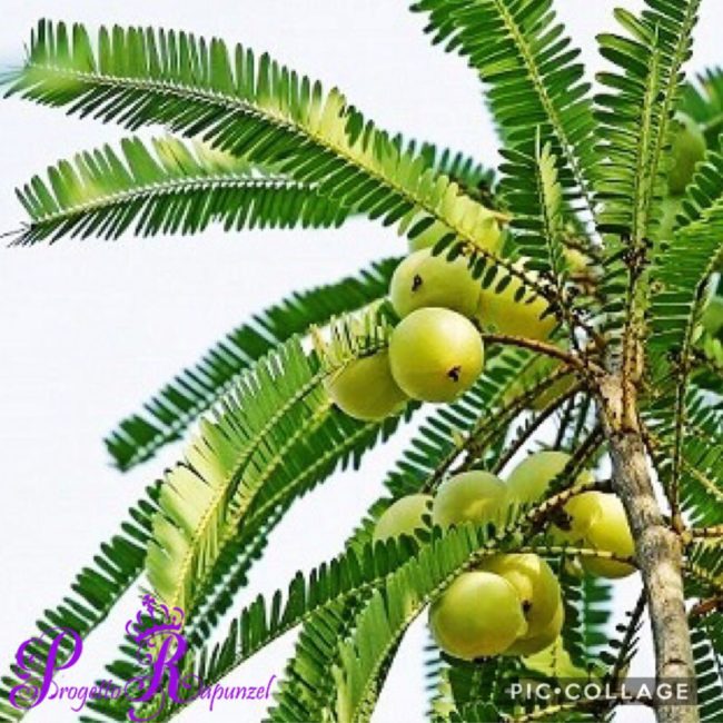 AMLA