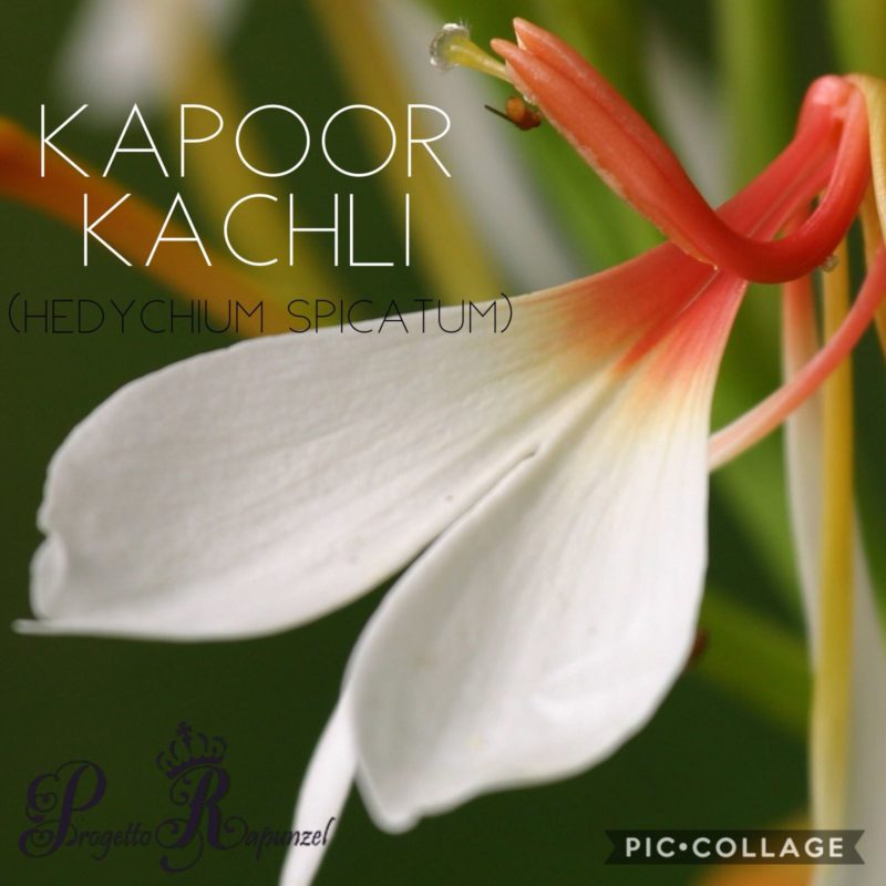 KAPOOR KACHLI