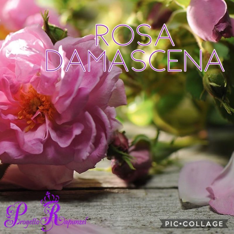 Rosa Damascena