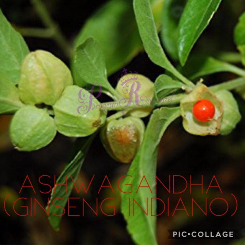 Ashwagandha – Ginseng indiano