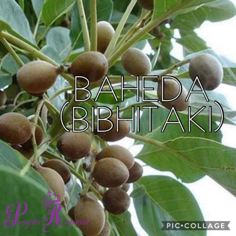 Baheda (Bibhitaki)