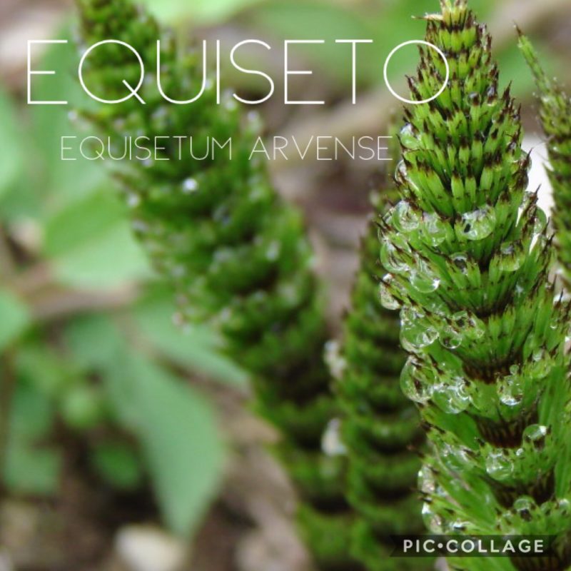 Equiseto (Equisetum arvense)