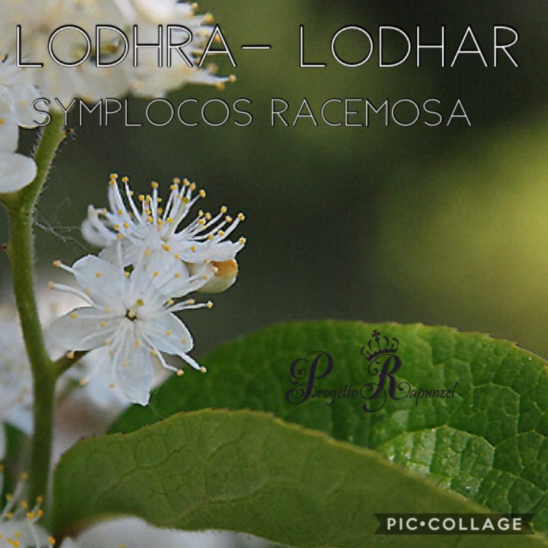 LODHRA (LODHAR – SYMPLOCOS RACEMOSA)