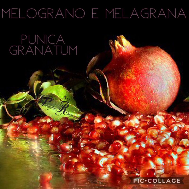 MELOGRANO – MELAGRANA (ANAR)