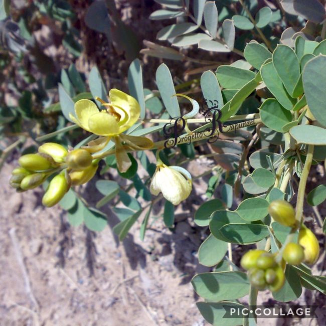 Cassia - Obovata - Italica - Senna