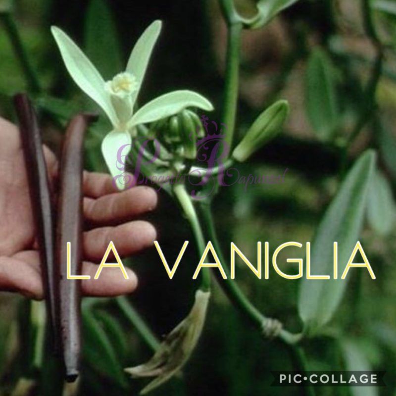 La Vaniglia