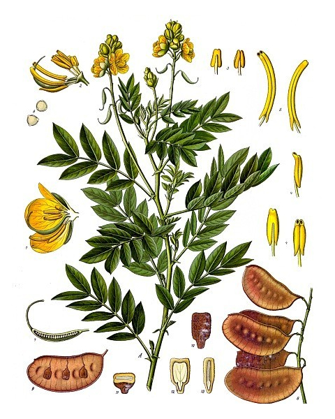 Cassia - Obovata - Italica - Senna