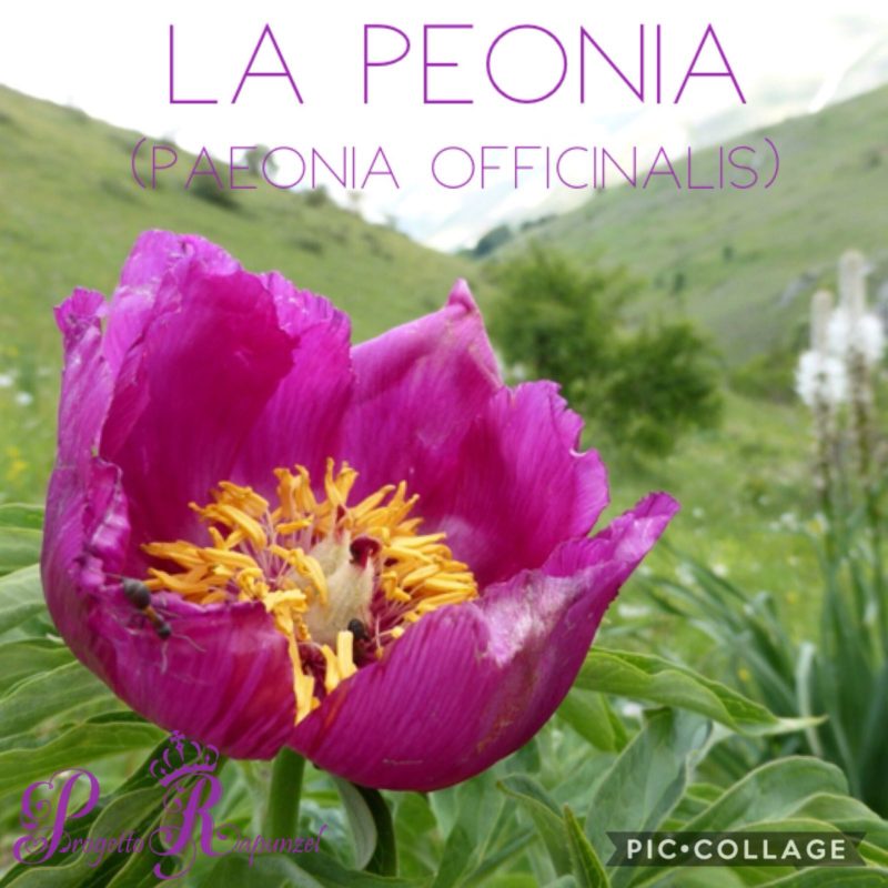 Peonia Peonia Officinalis Official Progetto Rapunzel Italia