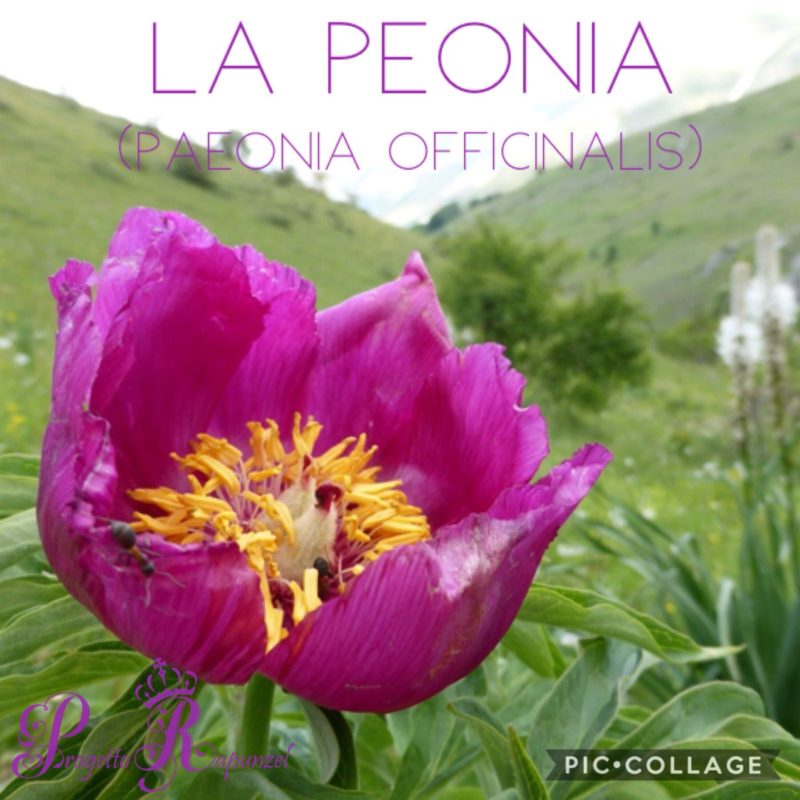 PEONIA (peonia officinalis)