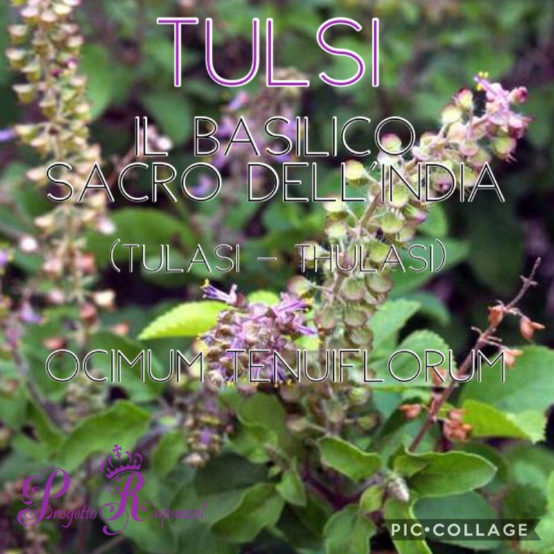 TULSI IL BASILICO SACRO DELL’INDIA