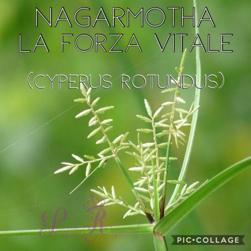 NAGARMOTHA – LA FORZA VITALE