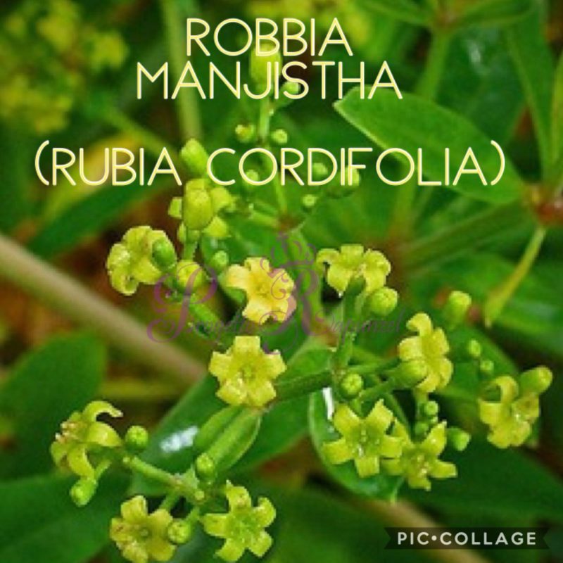 ROBBIA – MANJISTHA (Rubia Cordifolia)