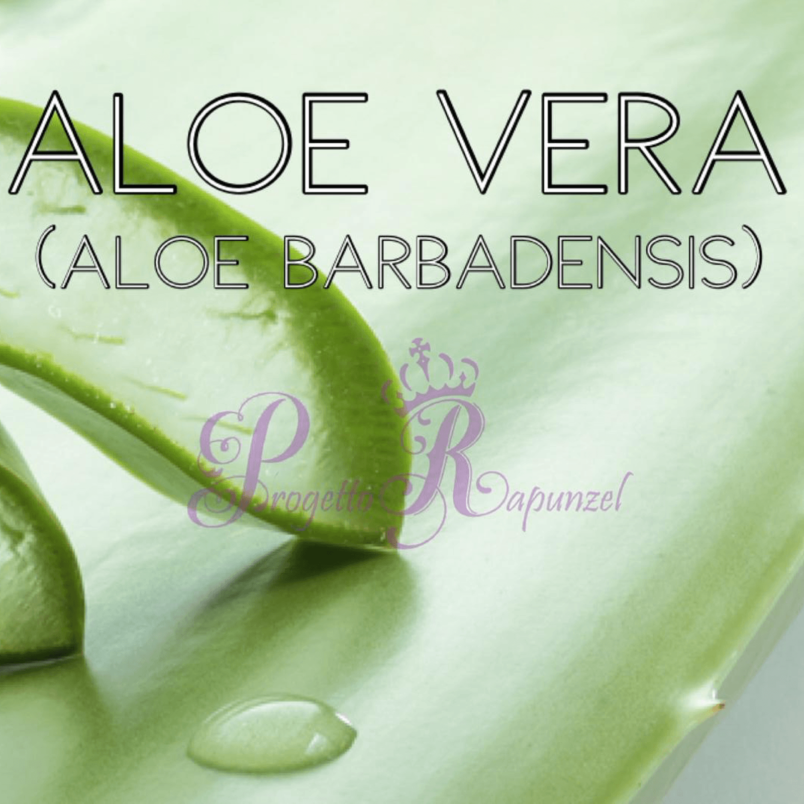Aloe Vera (Aloe barbadensis Miller)