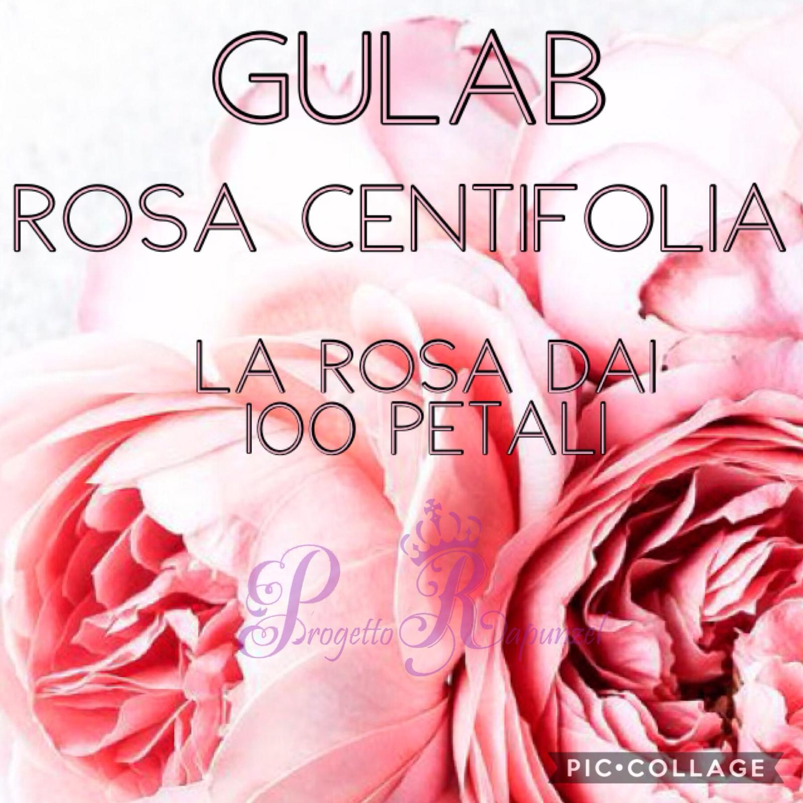 GULAB - ROSA CENTIFOLIA “LA ROSA DAI 100 PETALI"