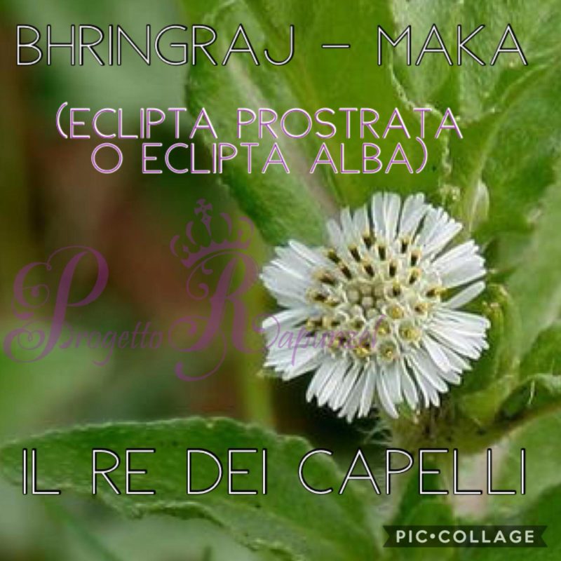 Bhringraj o Maka – il Re dei capelli