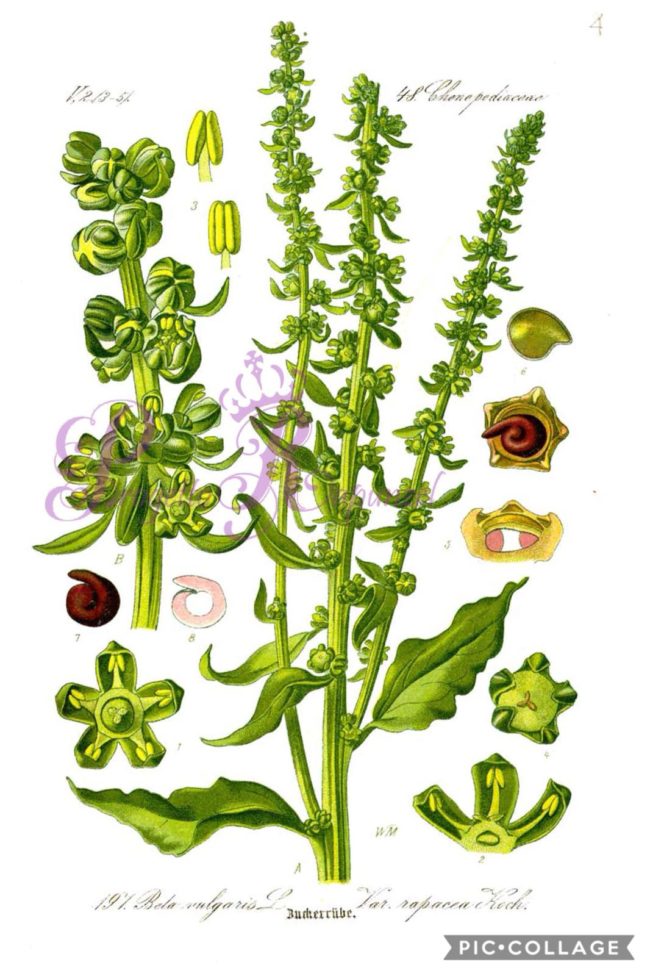 BARBABIETOLA - BETA VULGARIS - CHUKANDAR