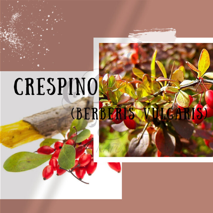 Crespino (Berberis Vulgaris)